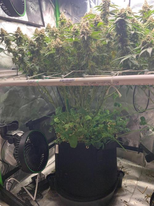R16: Blue Gelato. Week 16 - 5/25/26