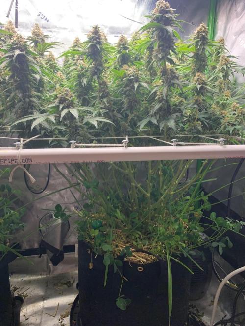 R16: Blue Gelato. Week 16 - 5/25/26