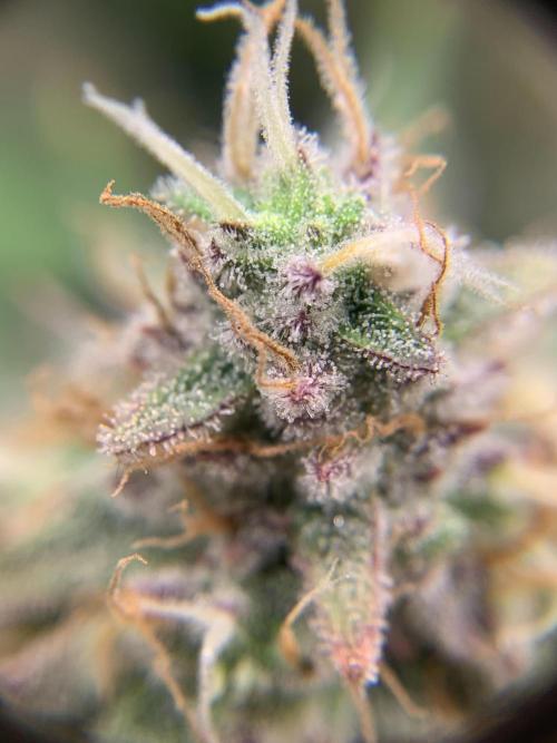 R16: Blue Gelato. Week 16 - 5/25/26