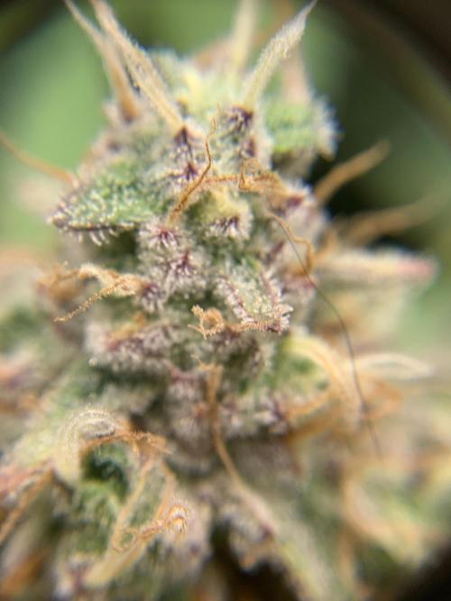 R16: Blue Gelato. Week 16 - 5/25/26