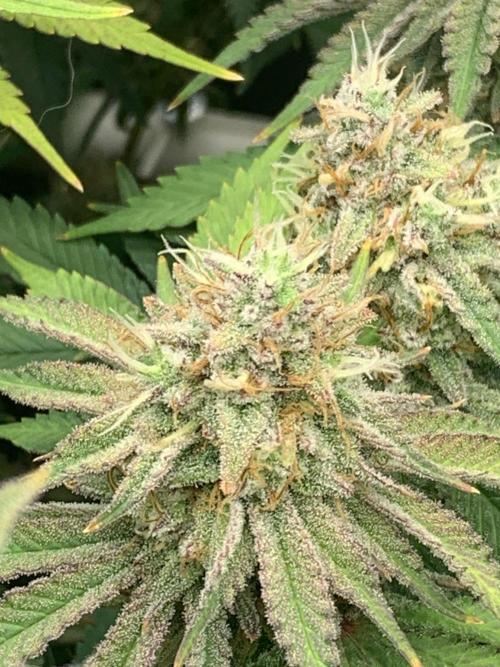 R16: Blue Gelato. Week 16 - 5/25/26