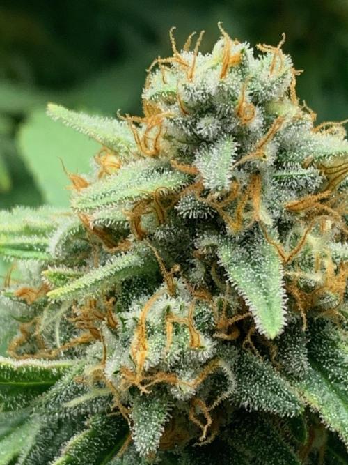 R16: Blue Gelato. Week 16 - 5/25/26