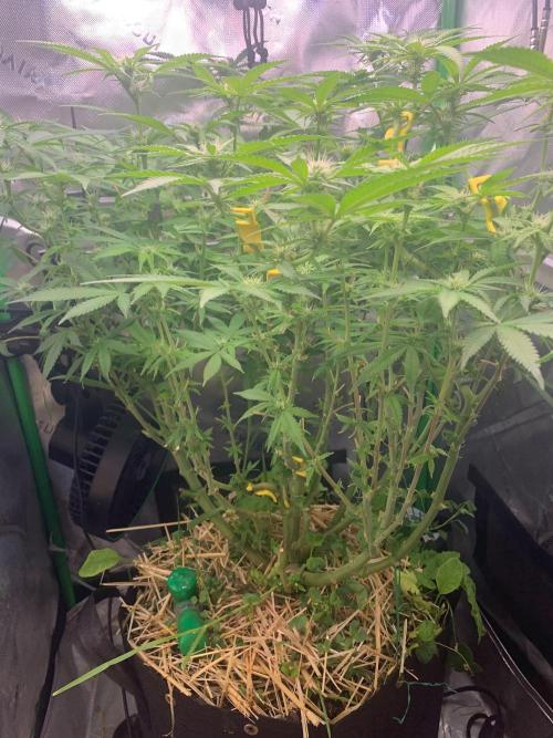 Badazz OG Cheese. Week 14