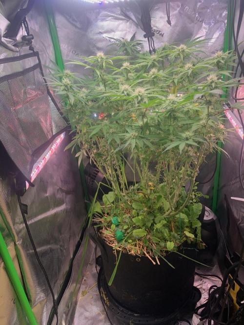 Badazz OG Cheese. Week 15