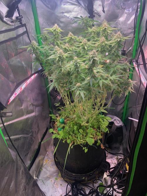 Badazz OG Cheese. Week 17