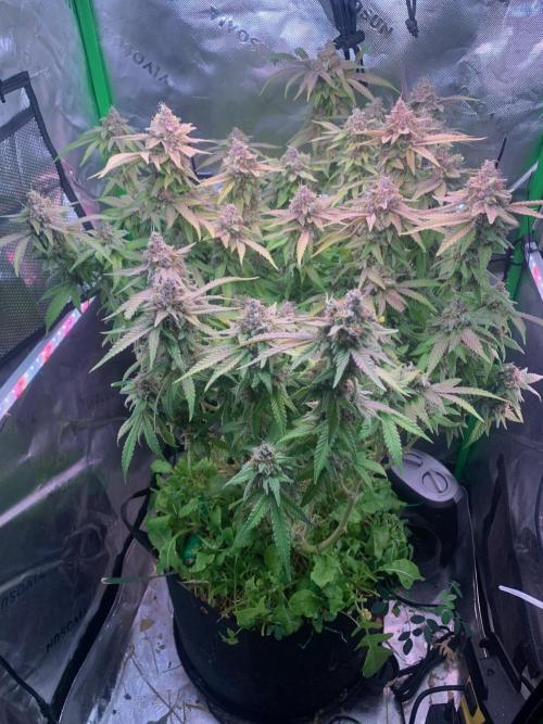 Badazz OG Cheese. Week 21