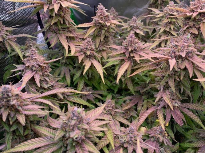 Badazz OG Cheese. Week 22