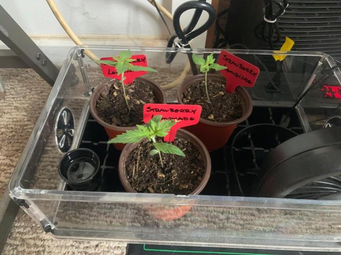 Strawberry Lemonade. Week 2