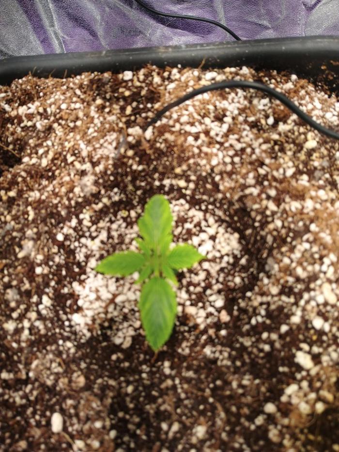 2026 Grow. Week 0 - 4 days