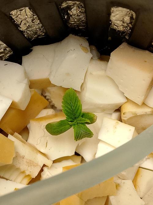 Papaya Cookies Auto. Week 1