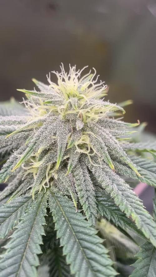 First grow 