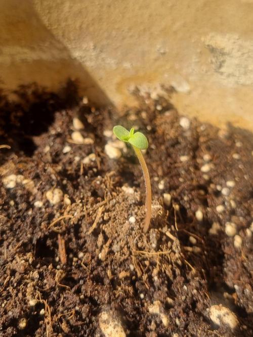 6L Low Maintenance GMO Auto. Week 0