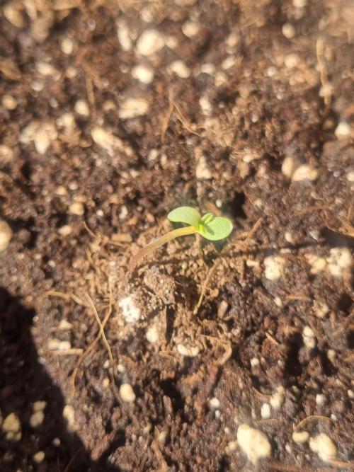 6L Low Maintenance GMO Auto. Week 0