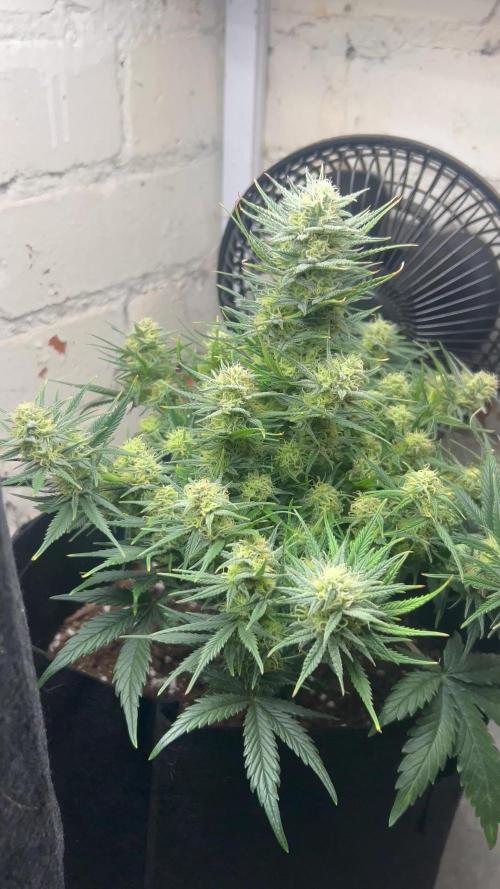 Gorilla Cookies Auto Fast Buds