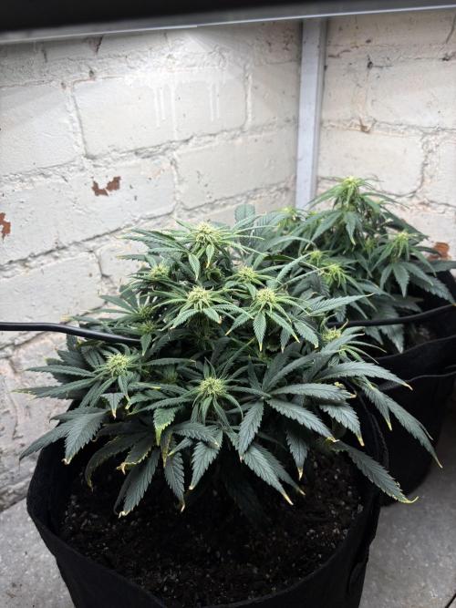 Gelato Auto 12/12 due to cold stress. Week 15