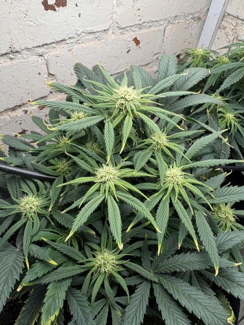 Gelato Auto 12/12 due to cold stress. Week 15