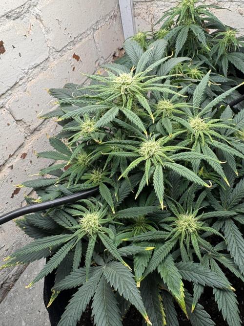 Gelato Auto 12/12 due to cold stress. Week 15