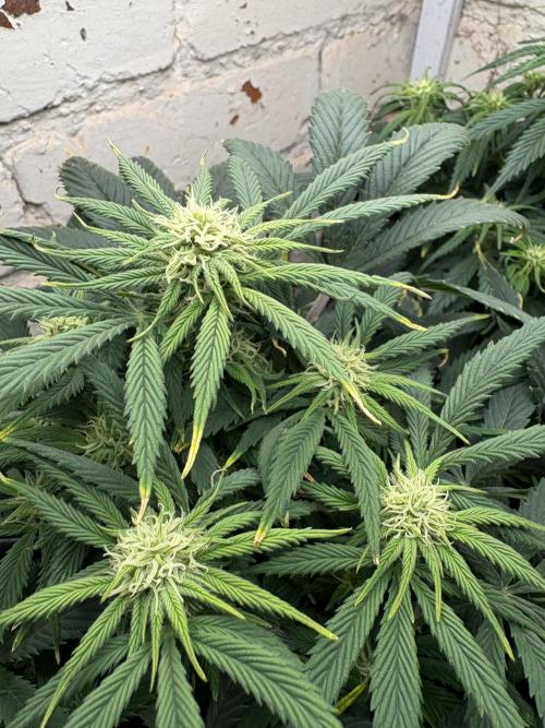 Gelato Auto 12/12 due to cold stress. Week 15