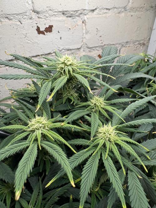 Gelato Auto 12/12 due to cold stress. Week 15
