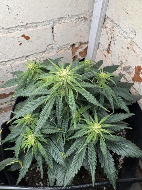 Gelato Auto 12/12 due to cold stress. Week 15