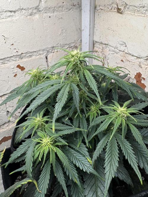Gelato Auto 12/12 due to cold stress. Week 15