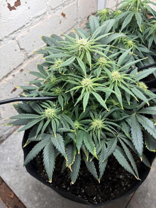Gelato Auto 12/12 due to cold stress. Week 15