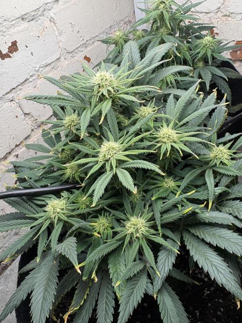 Gelato Auto 12/12 due to cold stress. Week 16