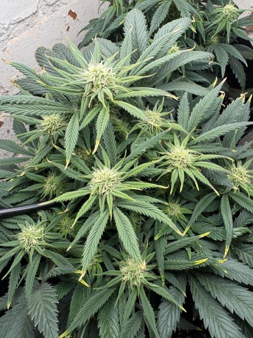 Gelato Auto 12/12 due to cold stress. Week 16