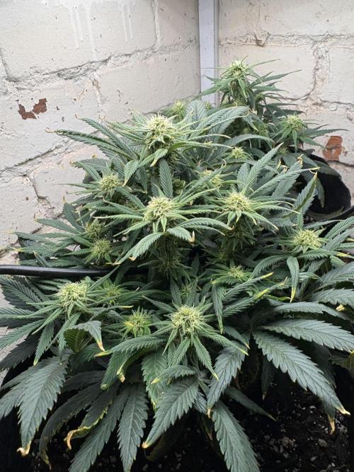 Gelato Auto 12/12 due to cold stress. Week 16