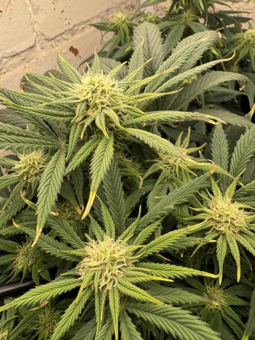 Gelato Auto 12/12 due to cold stress. Week 16