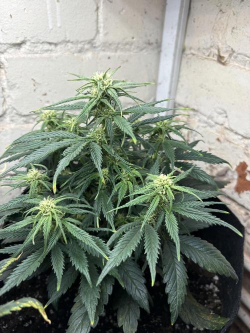 Gelato Auto 12/12 due to cold stress. Week 16