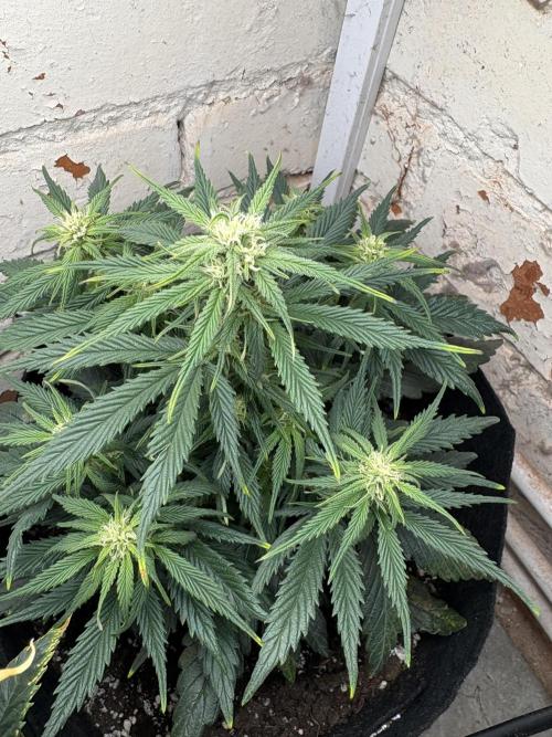 Gelato Auto 12/12 due to cold stress. Week 16