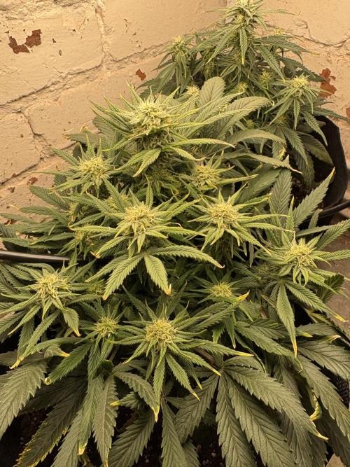 Gelato Auto 12/12 due to cold stress. Week 17