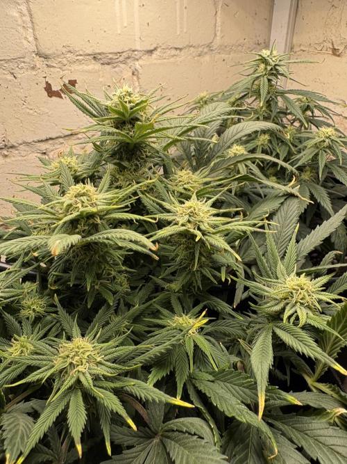 Gelato Auto 12/12 due to cold stress. Week 17