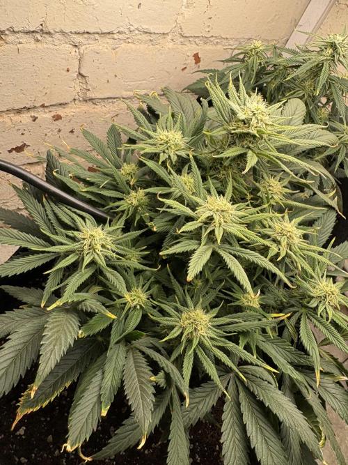 Gelato Auto 12/12 due to cold stress. Week 17