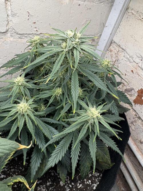 Gelato Auto 12/12 due to cold stress. Week 17