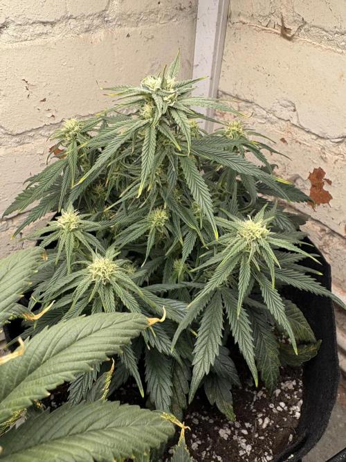 Gelato Auto 12/12 due to cold stress. Week 17