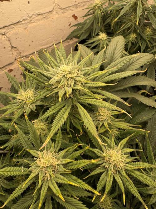 Gelato Auto 12/12 due to cold stress. Week 17