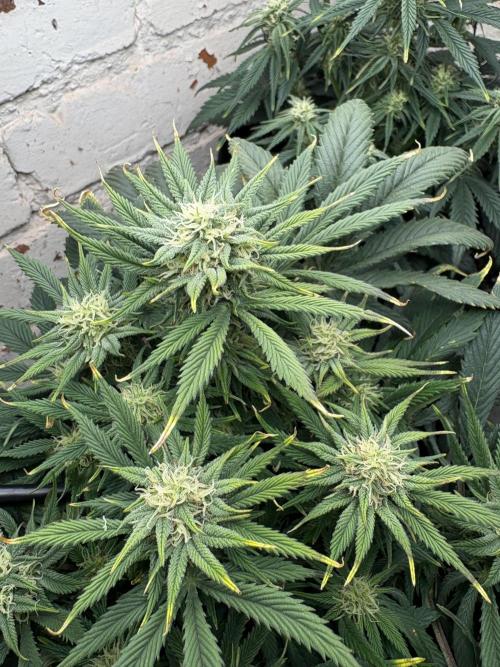 Gelato Auto 12/12 due to cold stress. Week 17
