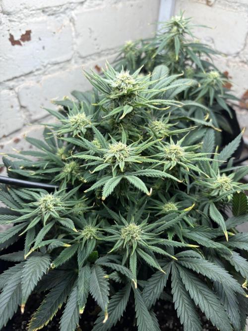 Gelato Auto 12/12 due to cold stress. Week 17