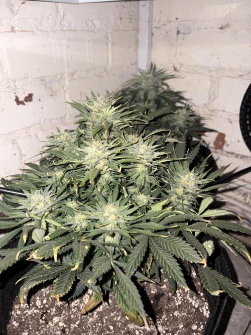 Gelato Auto 12/12 due to cold stress. Week 19