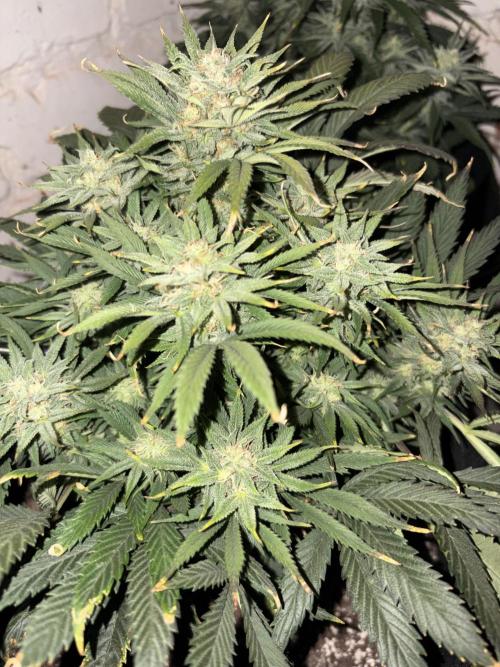 Gelato Auto 12/12 due to cold stress. Week 19