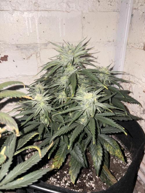 Gelato Auto 12/12 due to cold stress. Week 19