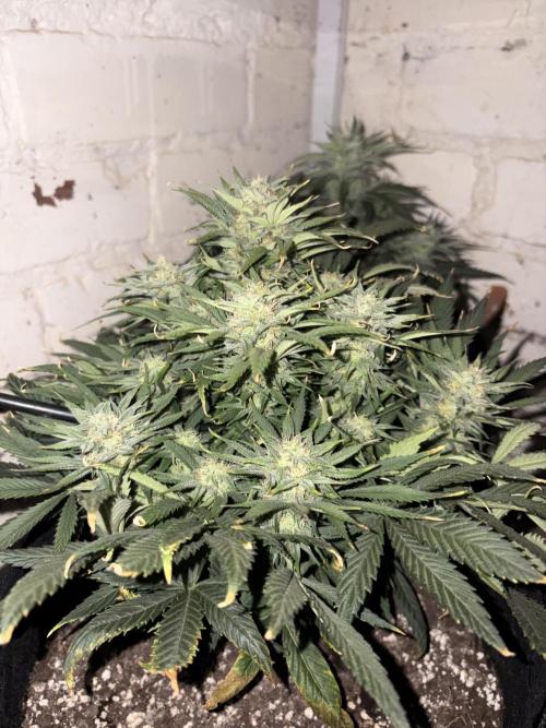 Gelato Auto 12/12 due to cold stress. Week 19