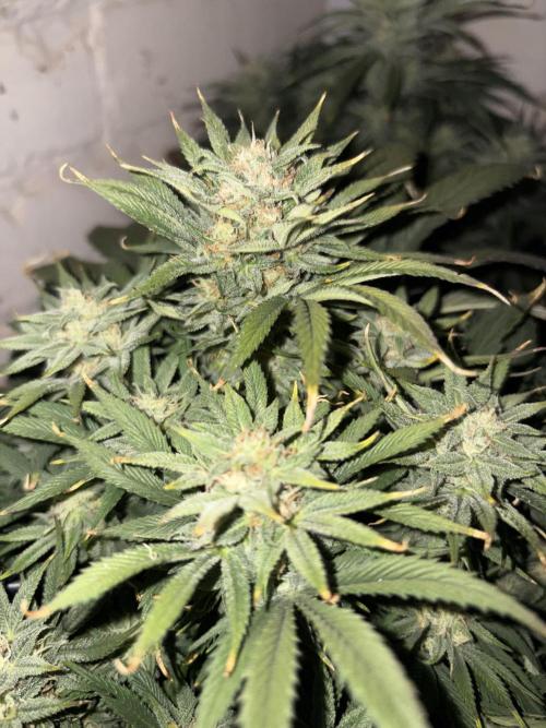Gelato Auto 12/12 due to cold stress. Week 19