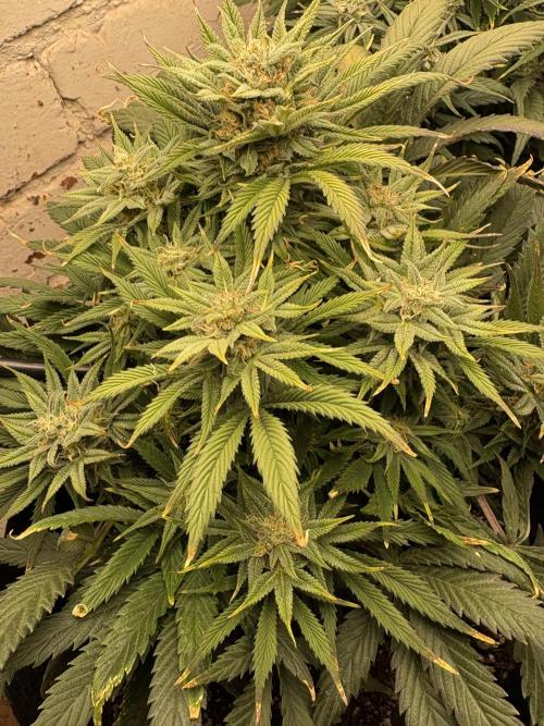 Gelato Auto 12/12 due to cold stress. Week 19