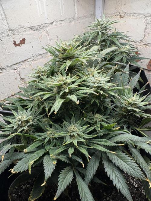 Gelato Auto 12/12 due to cold stress. Week 19