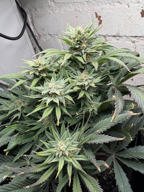 Gelato Auto 12/12 due to cold stress. Week 19