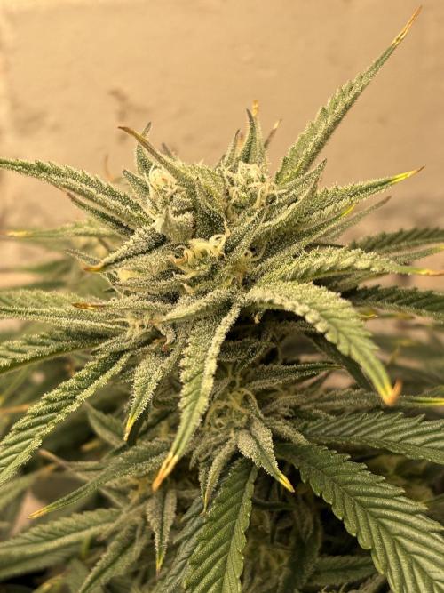Gelato Auto 12/12 due to cold stress. Week 19