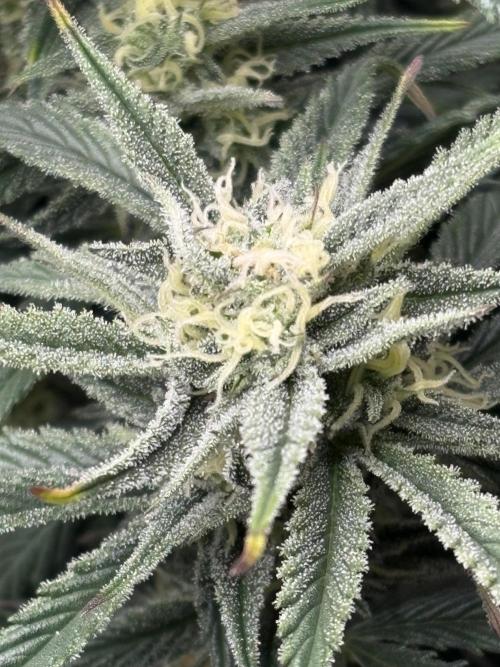 Gelato Auto 12/12 due to cold stress. Week 19